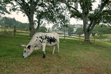 High Season Farm Luxury Cottages Farm stay, Hermanus - 3