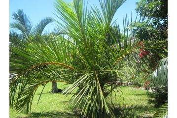 Hilton Gardens Guesthouse Guest house, Richards Bay - 3