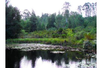 Hindthausen Campsite, Knysna - 1