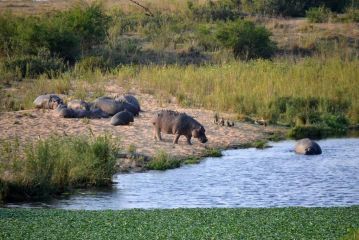 Hippo Hills 5 Bedroom Riverfront Ngwenya Lodge Guest house, Marloth Park - 5