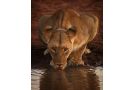 Honeyguide Tented Safari Camps - Mantobeni Campsite, Manyeleti Game Reserve - thumb 3