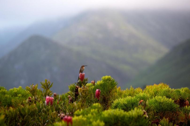 Honeyrock Cottages Hotel, Kleinmond - imaginea 15