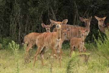 Horseshoe Game Reserve Hotel, East London - 1