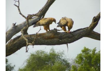 Inqwaba Guest house, Marloth Park - 1