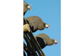 Kairos Lodge Hotel, Hout Bay - 4