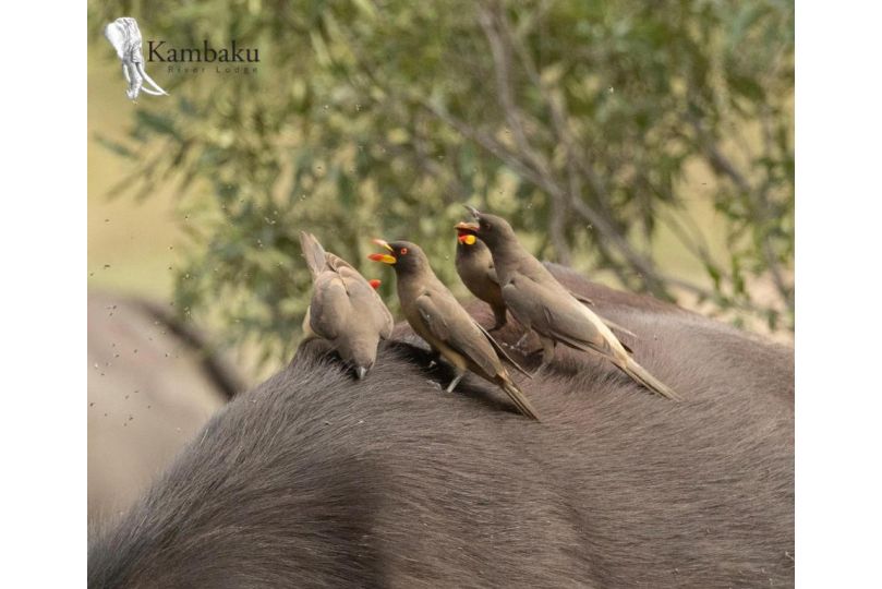 Kambaku River Lodge Hotel, Malelane - imaginea 18