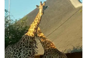 Kanimambo Lodge Apartment, Marloth Park - 5