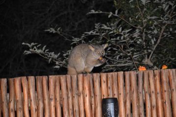Khumbula iAfrica 2 Villa, Marloth Park - 3