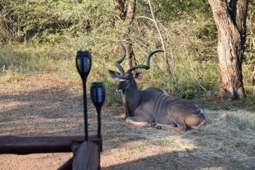 Khumbula iAfrica 2 Villa, Marloth Park - 4