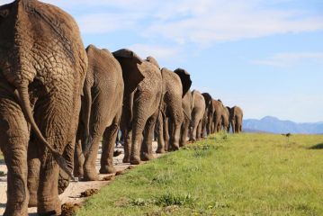 Knysna Elephant Park Lodge Hotel, Plettenberg Bay - 2