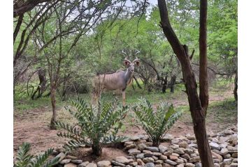 Kruger Nights Apartment, Marloth Park - 5