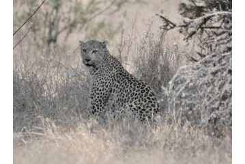 Kruger Nights Apartment, Marloth Park - 3