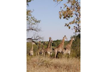 Andova Tented Lodge - Kruger Open Gate Road Campsite, Hoedspruit - 5