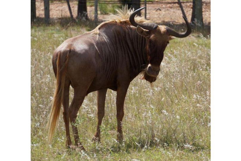 Kwetu Guest Farm Farm stay, Swellendam - imaginea 18