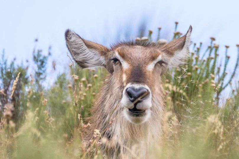 Kwetu Guest Farm Farm stay, Swellendam - imaginea 5