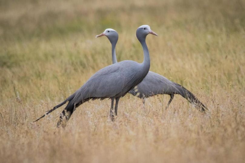 Kwetu Guest Farm Farm stay, Swellendam - imaginea 9