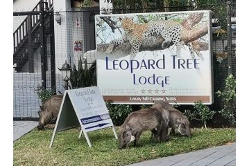 Leopard Tree Lodge Hotel, St Lucia - 5