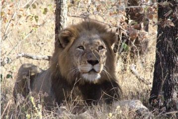 Lionsview Private Lodge - 6 Lions Villa, Marloth Park - 3