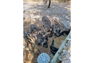 Luvivane Luxury Villa & Cottage Villa, Marloth Park - 3