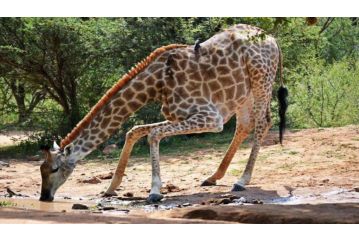 Mabalingwe Elephant Lodge Hotel, Bela-Bela - 5