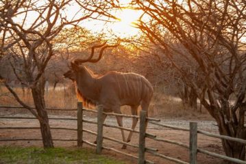 Marloth Park Sanbonani Apartment, Marloth Park - 1
