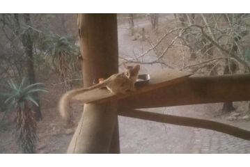 Marlothii Safari House Guest house, Marloth Park - 1
