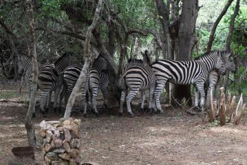 Mellivora Lodge Guest house, Marloth Park - 4
