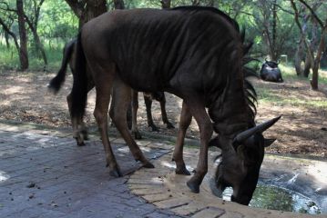 Mellivora Lodge Guest house, Marloth Park - 3