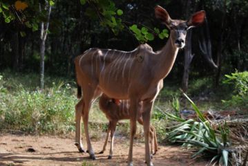 Mellivora Lodge Guest house, Marloth Park - 5