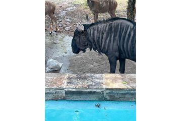 Mopani Guest house, Marloth Park - 5