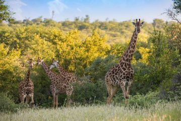 Mountain View Safari Lodge Campsite, Hoedspruit - 3