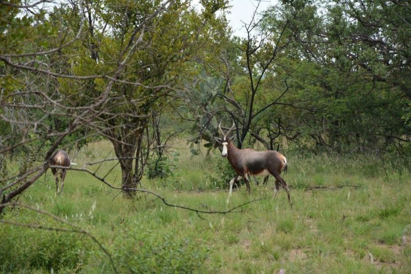 Naledi@53 Private Game Farm Hotel, Brits - imaginea 3