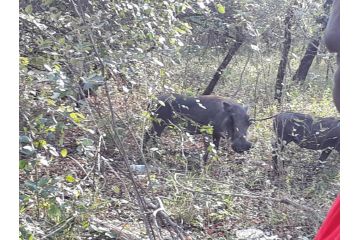 Nanisto Bush Lodge Hotel, Marloth Park - 3