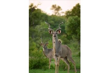 @Nature Luxury Cottages Hotel, Nelspruit - 3