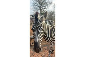 Nature Rest Guest house, Marloth Park - 4