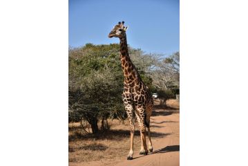 Nguni Lodge Hotel, Hluhluwe - 5