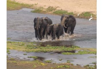 Ngwenya Lodge Apartment, Marloth Park - 1