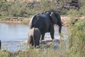 NJIRI LODGE - Your part of Africa Guest house, Marloth Park - 3
