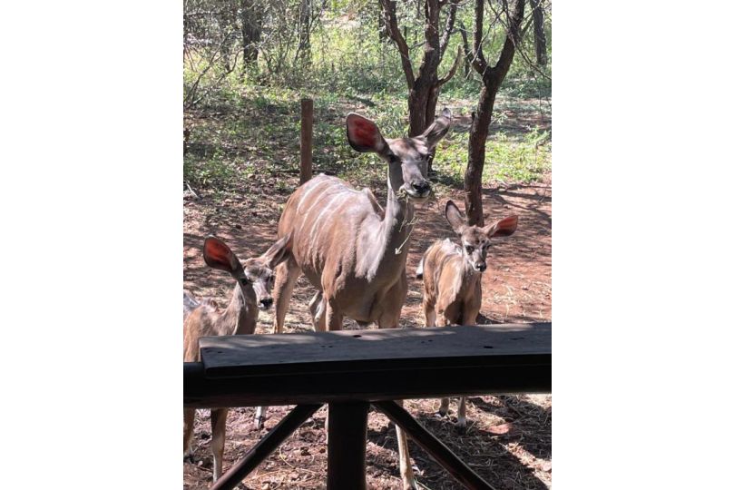 Nyala Luxury Safari Tents Campsite, Marloth Park - imaginea 20