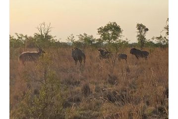 Nyani Lodge Dinokeng Farm stay, Pretoria - 4