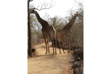 Oasis in the Wild @Marloth Apartment, Marloth Park - 2