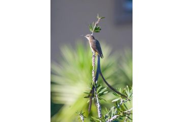 Panoramic Blue B&B Bed and breakfast, Plettenberg Bay - 4