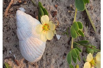 Paradise Found, Paradise Beach, Jeffreys Bay Guest house, Jeffreys Bay - 1