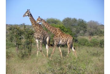 Pestana Kruger Lodge Hotel, Malelane - 4