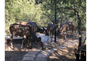 Pheasant's Crest Guest house, Marloth Park - 3