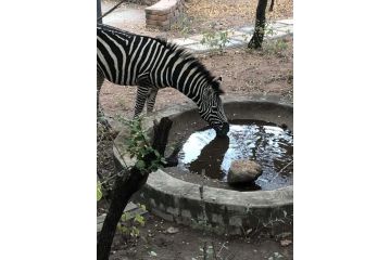 Pheasant's Crest Guest house, Marloth Park - 5