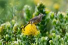 Pomona Farm House Guest house, Piketberg - thumb 12