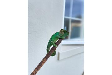 Protea Manor Guest house, George - 5
