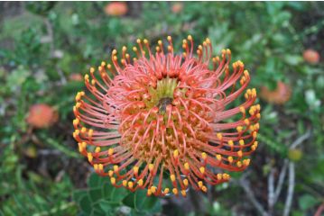 Pumula Lodge Bed and breakfast, Knysna - 3