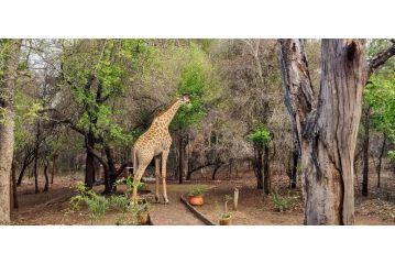 Rafiki's Resthouse Kruger Retreat Guest house, Marloth Park - 1